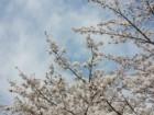 千里川の桜